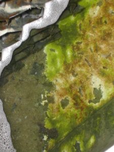 Floating Algae Growth & Sediment in the Sump