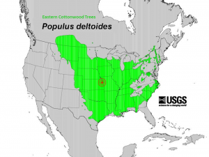 Eastern Cottonwood Trees in the USA
Kansas & Missouri Are Right in the Center.