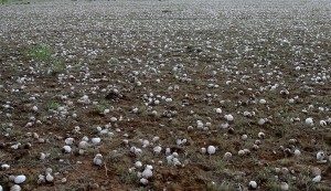 Hail In a Field